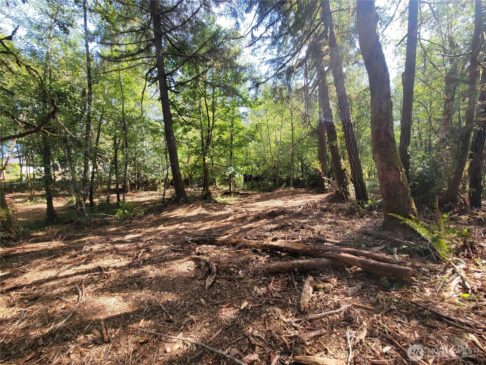 900 East Wilson Way Grapeview, WA 98546 - Photo 19 of 24 a view of outdoor space with trees