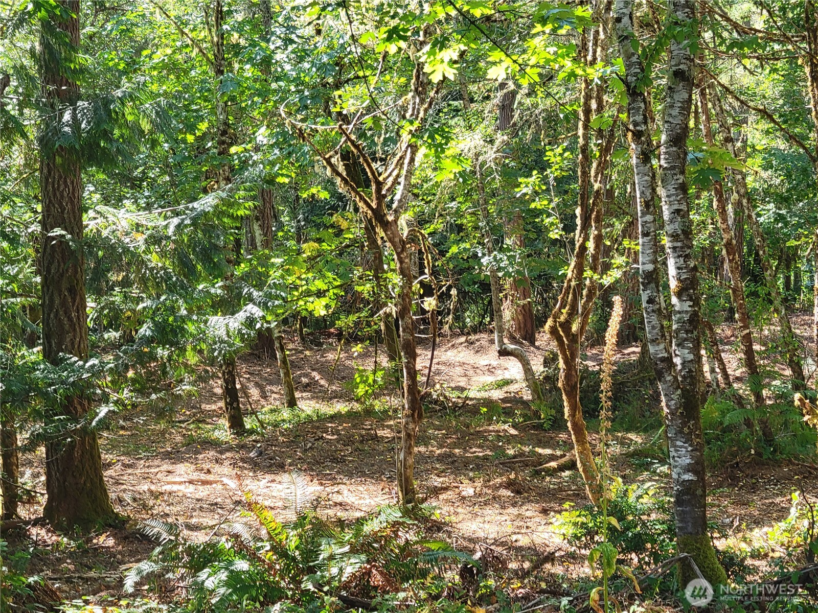 900 East Wilson Way Grapeview, WA 98546 - Photo 24 of 24 a backyard of a house with lots of trees