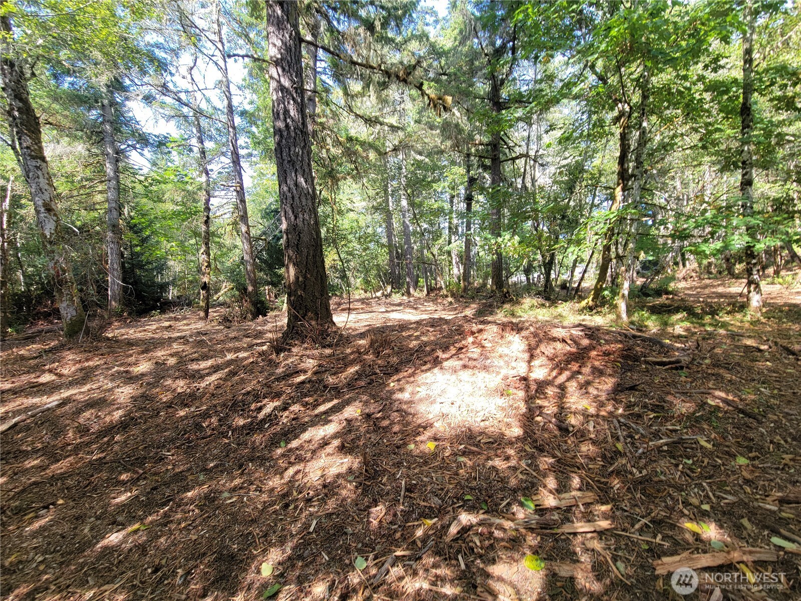900 East Wilson Way Grapeview, WA 98546 - Photo 3 of 24 a view of outdoor space with trees