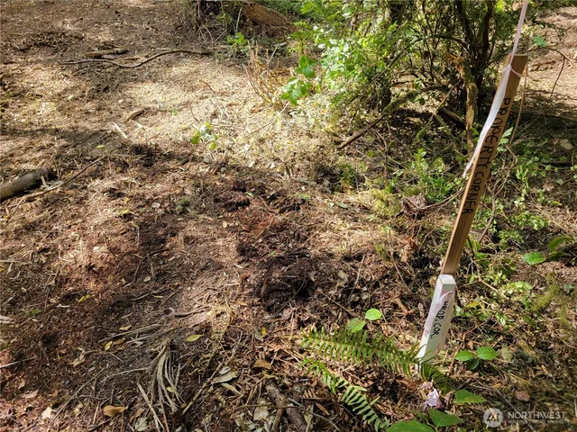 a view of a yard with a tree