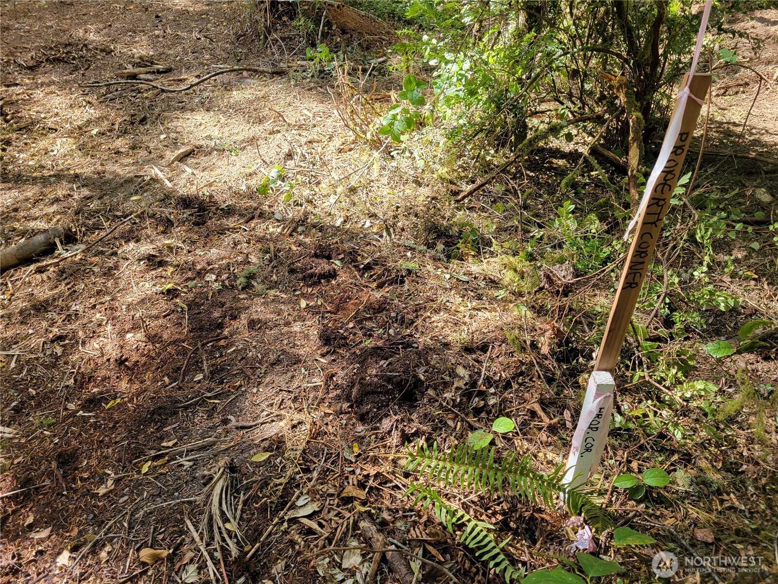 900 East Wilson Way Grapeview, WA 98546 - Photo 5 of 24 a view of a yard with a tree