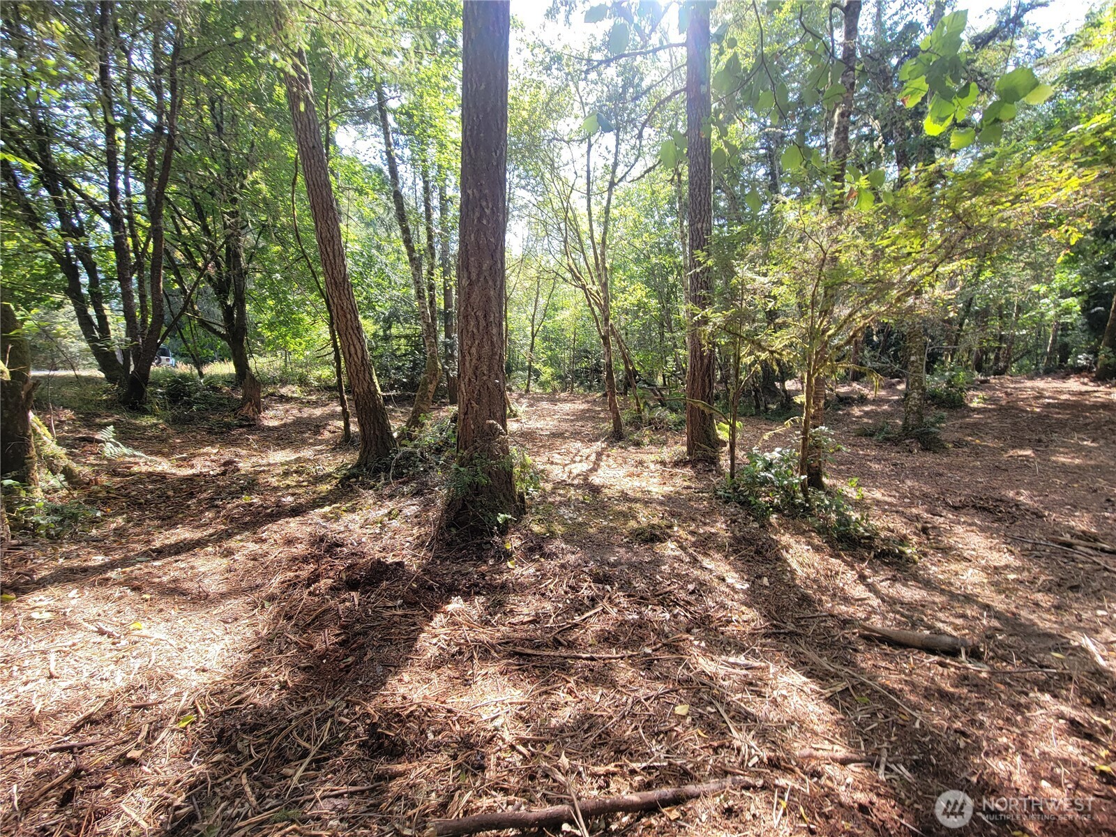 900 East Wilson Way Grapeview, WA 98546 - Photo 7 of 24 a view of a forest filled with trees
