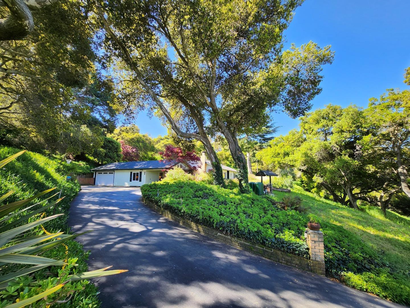 a view of a yard with plants and a large tree