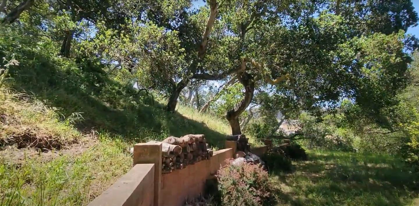 17752 Vierra Canyon Road Salinas, CA 93907 - Photo 24 of 31 a view of a tree in a forest