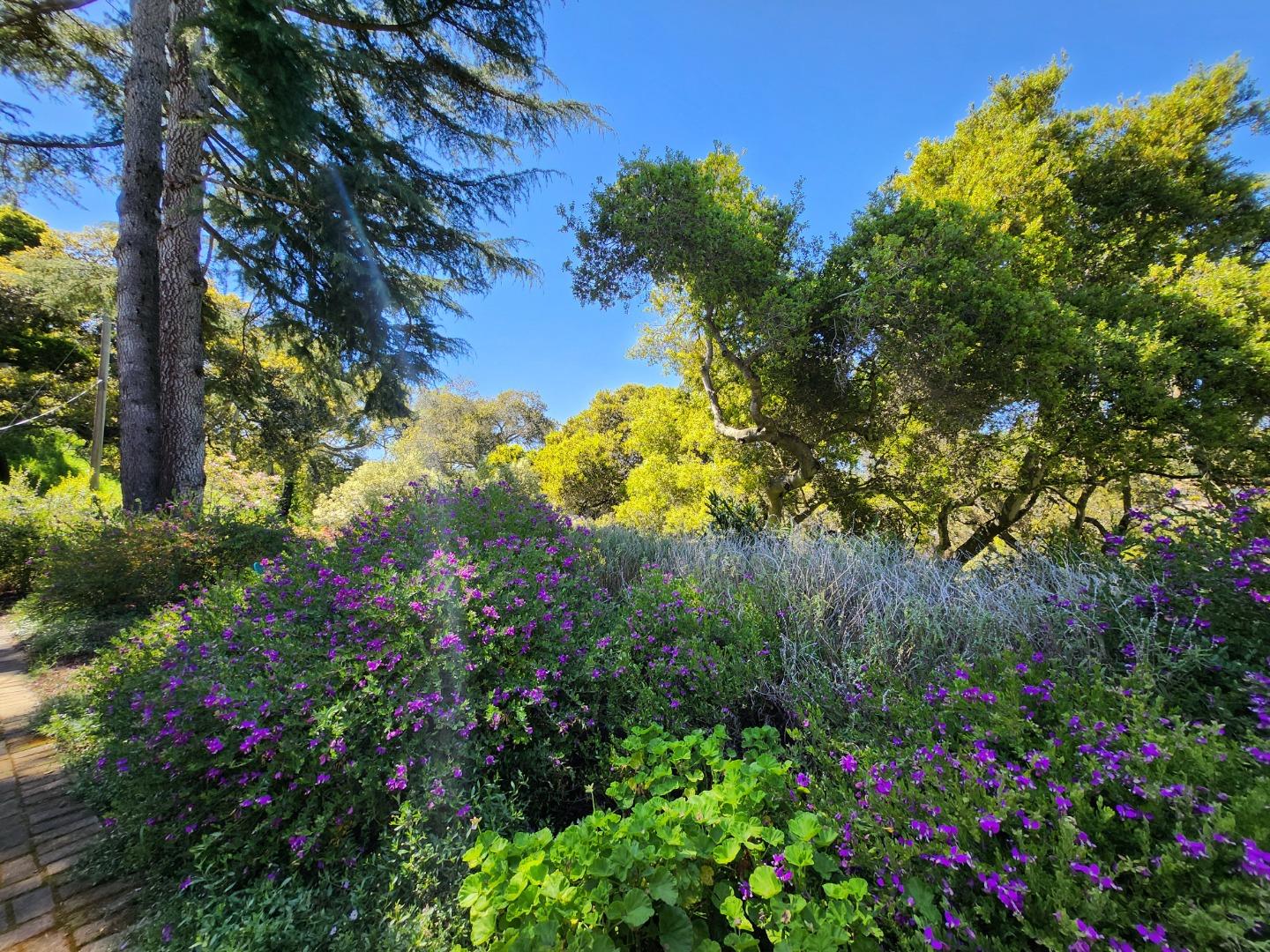 17752 Vierra Canyon Road Salinas, CA 93907 - Photo 3 of 31 a view of a flower in a garden