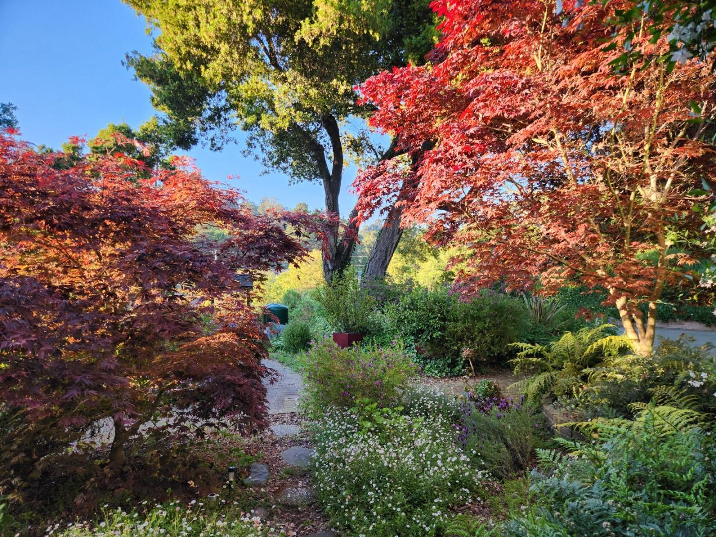 17752 Vierra Canyon Road Salinas, CA 93907 - Photo 31 of 31 a view of a garden with plants and large trees