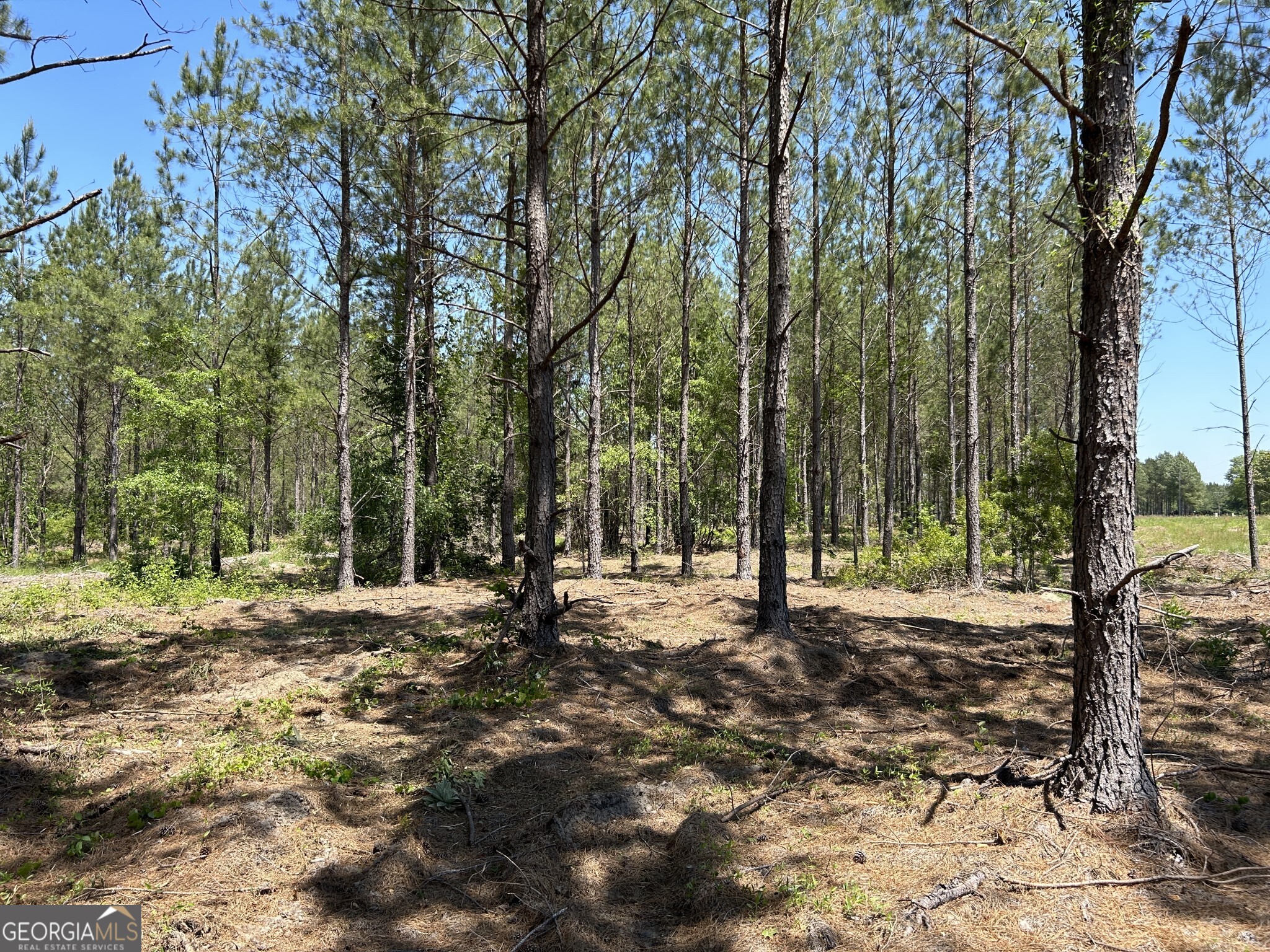 0 Dewey Thomas Road, Unit LOT 2 Dexter, GA 31019 - Photo 6 of 14 a view of a tree with a yard