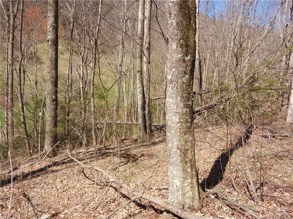 4 Liner Creek Road Clyde, NC 28721 - Photo 12 of 42 a backyard of a house with large trees