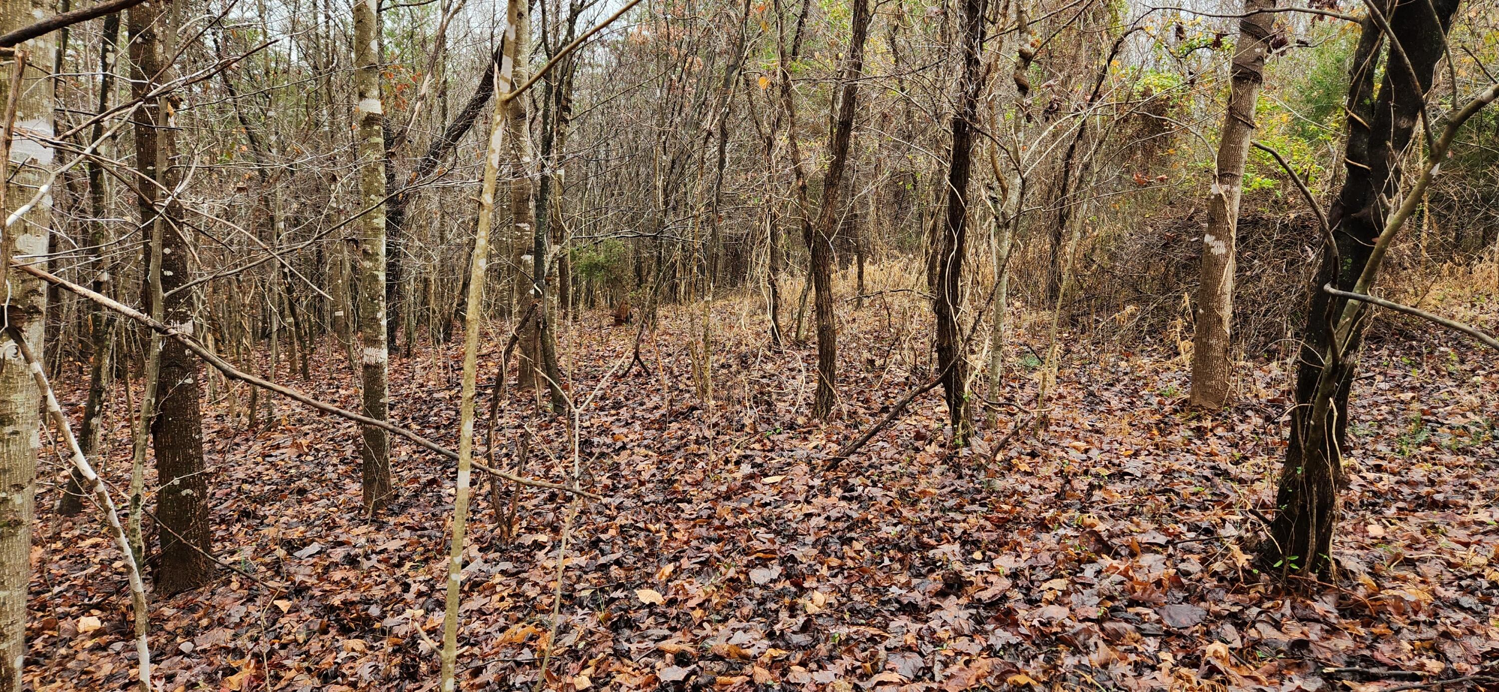 Lot 6 Brooks Mill Road Glade Hill, VA 24092 - Photo 1 of 4 a view of a yard
