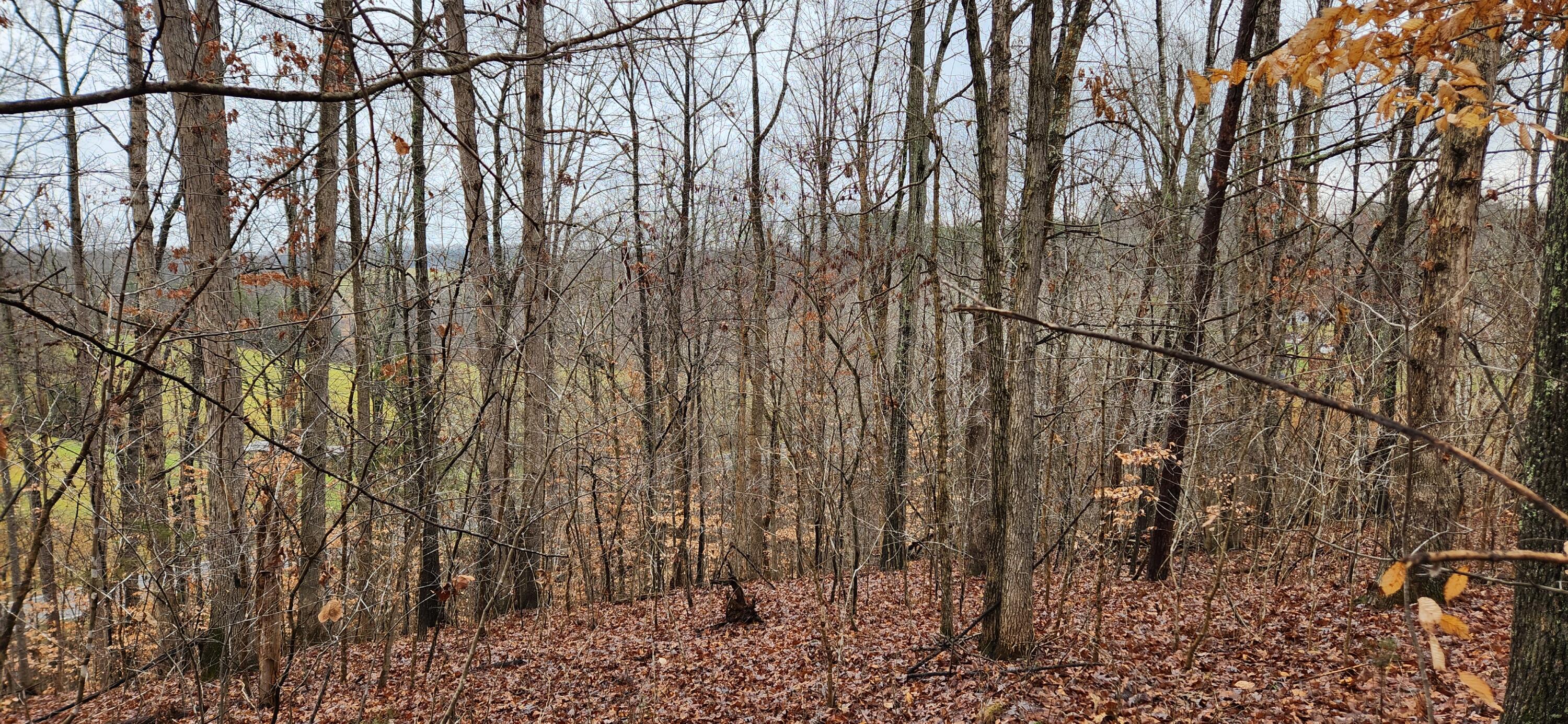 Lot 6 Brooks Mill Road Glade Hill, VA 24092 - Photo 3 of 4 a view of forest