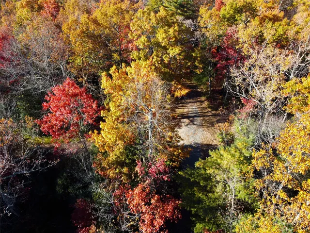 a picture of flowers