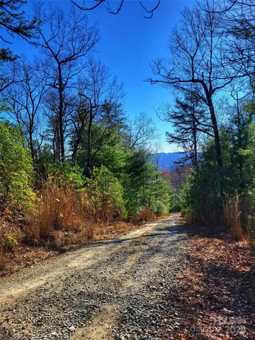 a view of a yard with plants and trees
