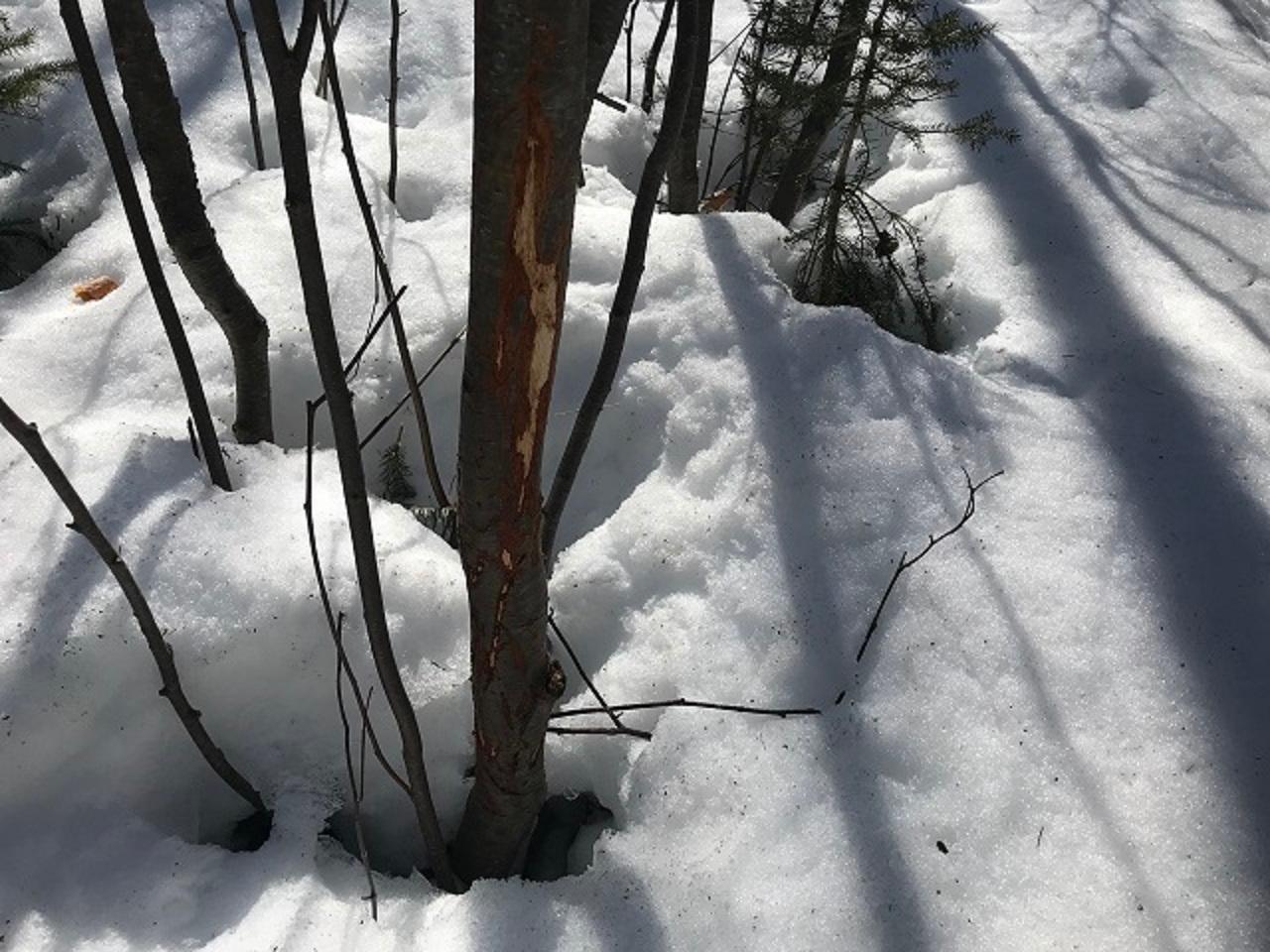 Tbd Off Fisher Lake Road Mercer, WI 54547 - Photo 11 of 23 Gallery Image 11