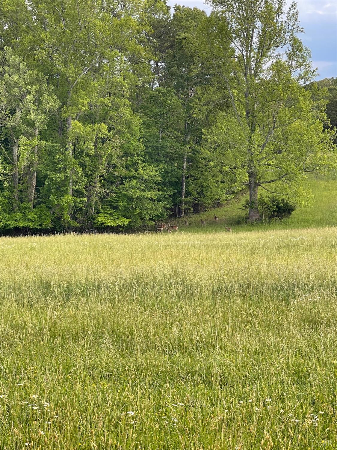 0 Quarles Road Thaxton, VA 24174 - Photo 14 of 15