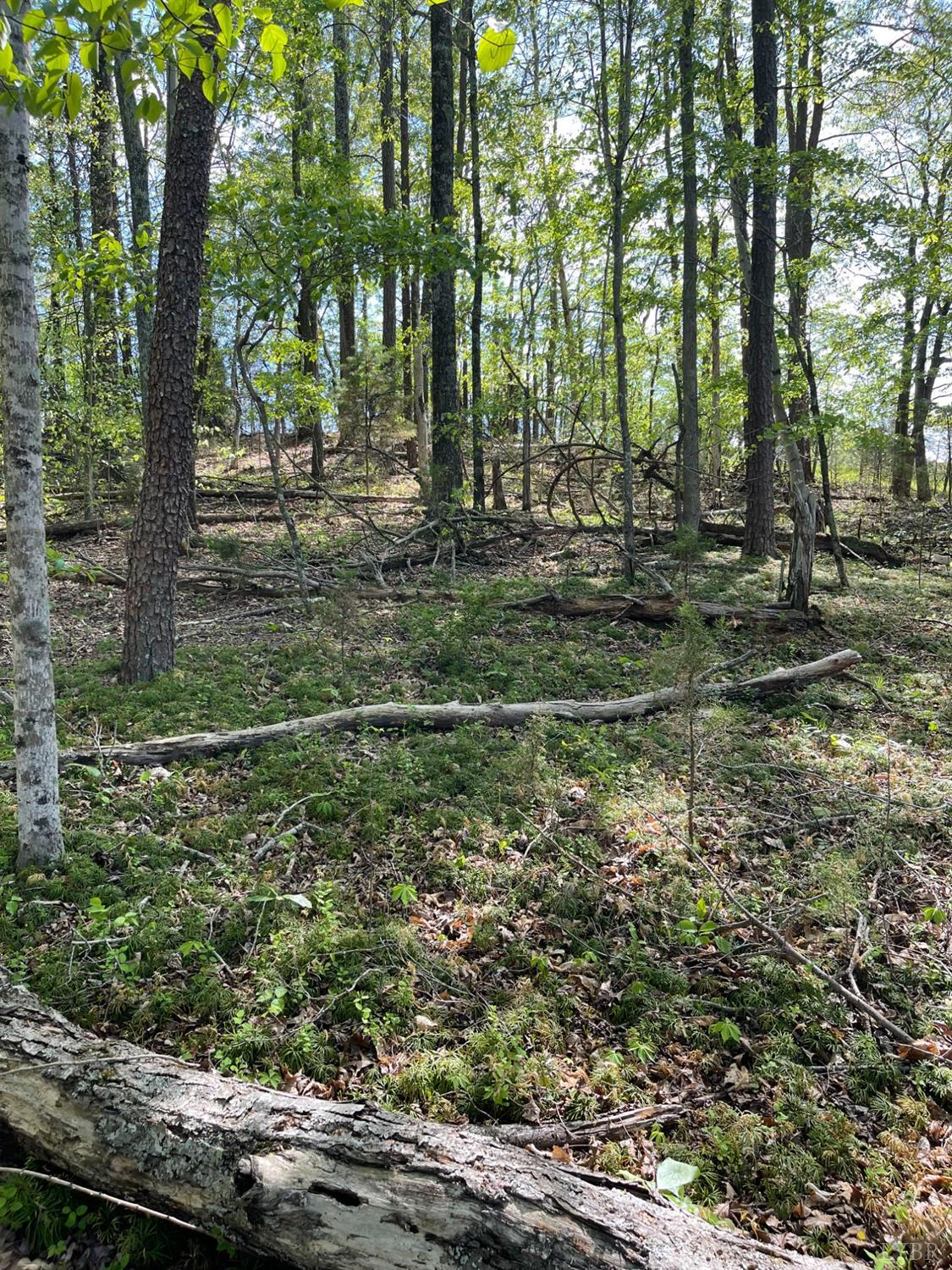 0 Quarles Road Thaxton, VA 24174 - Photo 8 of 15