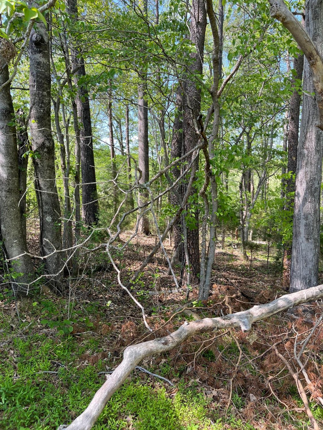 0 Quarles Road Thaxton, VA 24174 - Photo 10 of 15