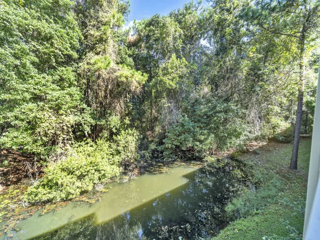 a view of a forest with a tree