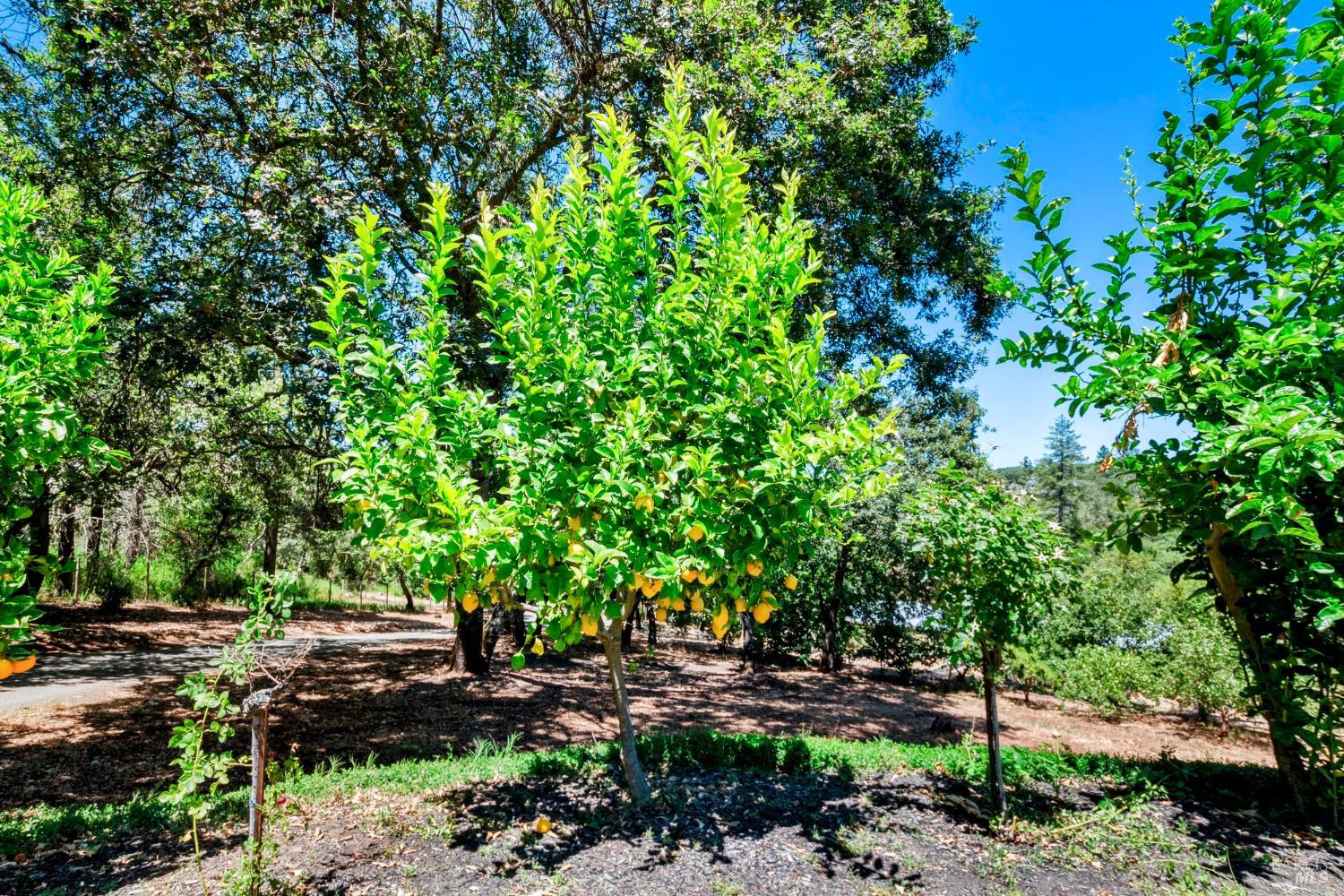 305 West Lane Angwin, CA 94508 - Photo 62 of 80