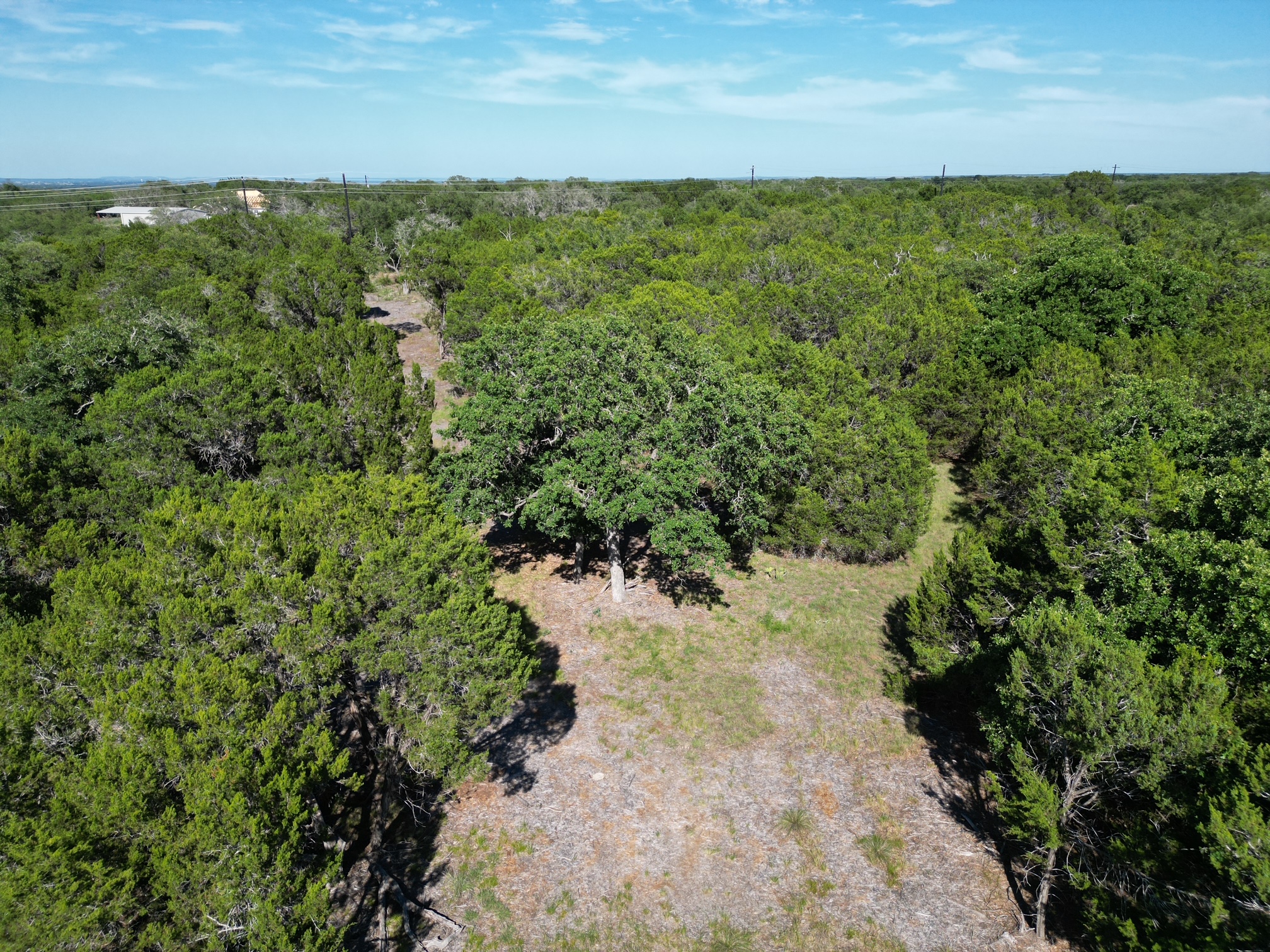 0 Cr 104 Road Lampasas, TX 76550 - Photo 15 of 18 Expansive land parcel featuring dense tree coverage, a prominent mature oak tree, and a visible cleared pathway