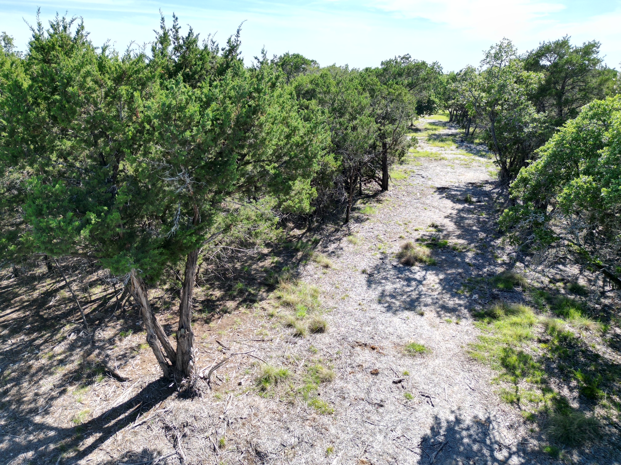 0 Cr 104 Road Lampasas, TX 76550 - Photo 6 of 18 Wooded lot featuring diverse foliage and a clear path