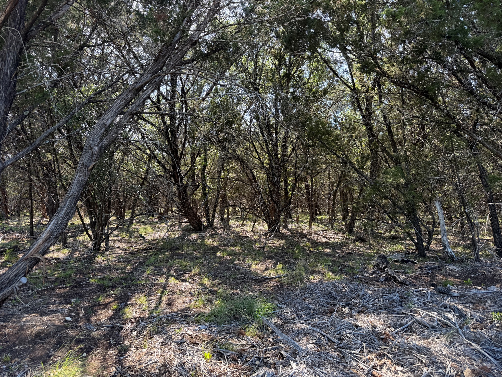 0 Cr 104 Road Lampasas, TX 76550 - Photo 7 of 18 Wooded lot featuring mature trees and dappled sunlight