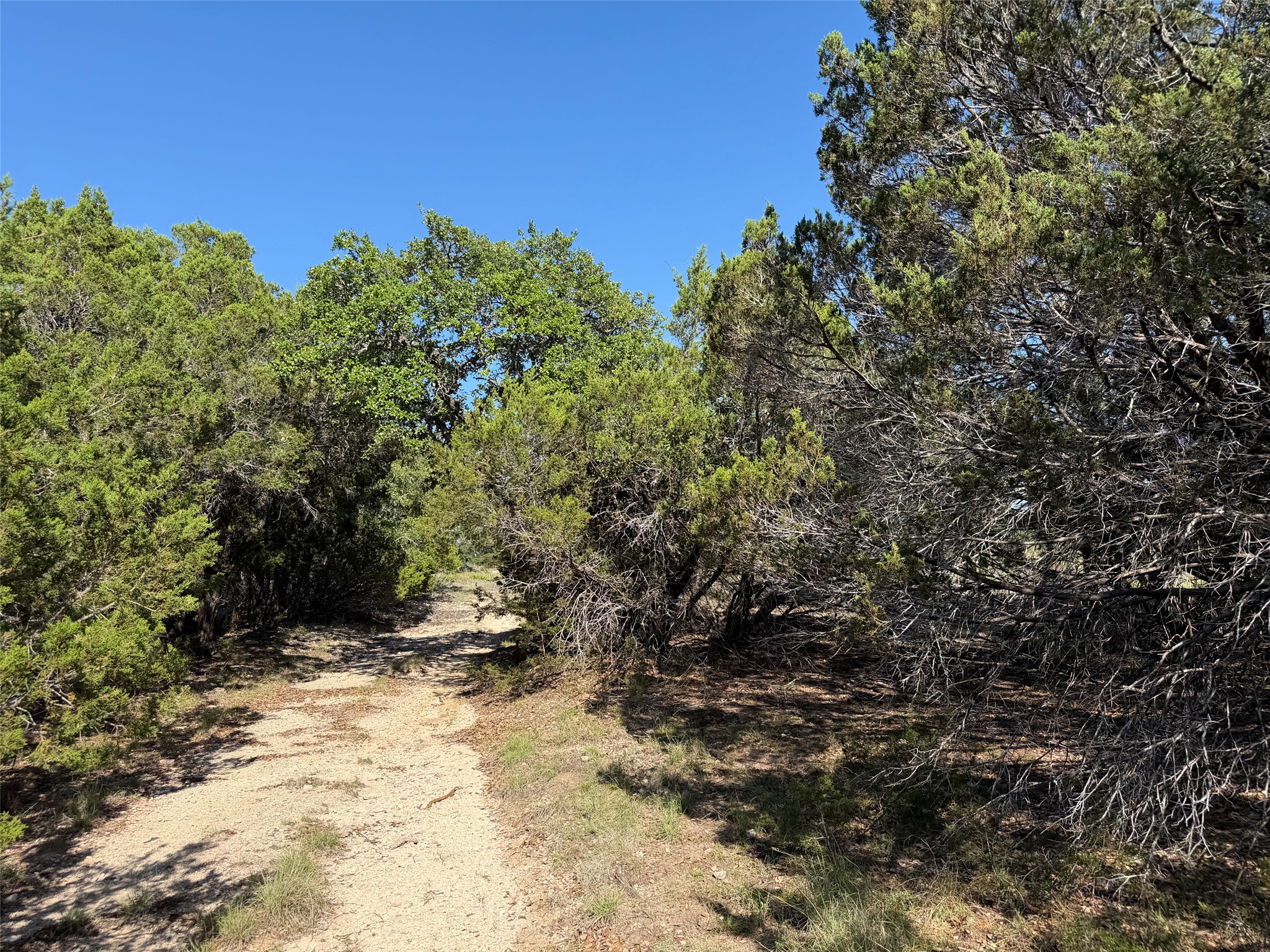 0 Cr 104 Road Lampasas, TX 76550 - Photo 8 of 18 Dirt path surrounded by mature trees and natural vegetation