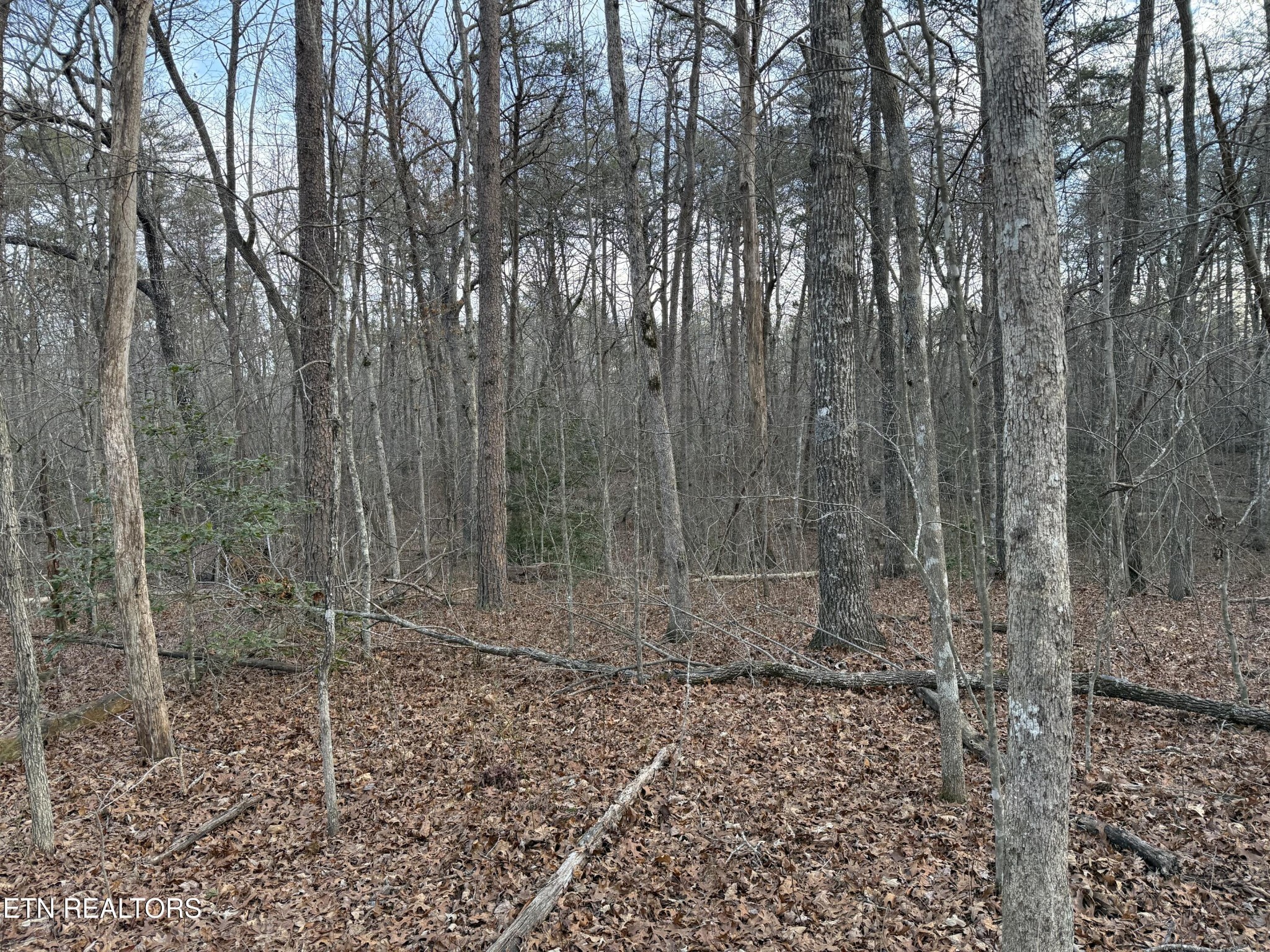 0 Crystal Point Monterey, TN 38574 - Photo 2 of 5 a view of a room with trees in the background