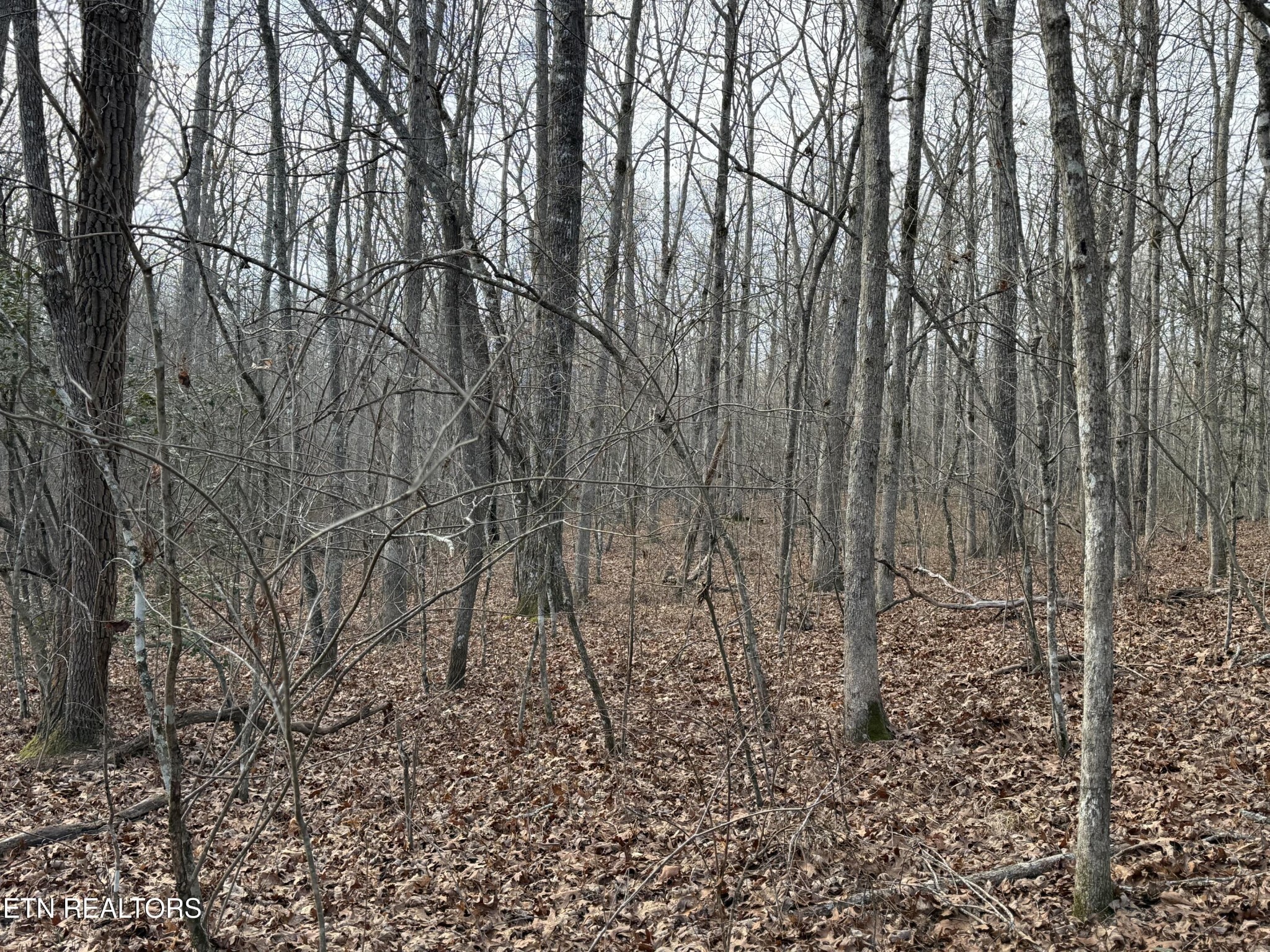 0 Crystal Point Monterey, TN 38574 - Photo 3 of 5