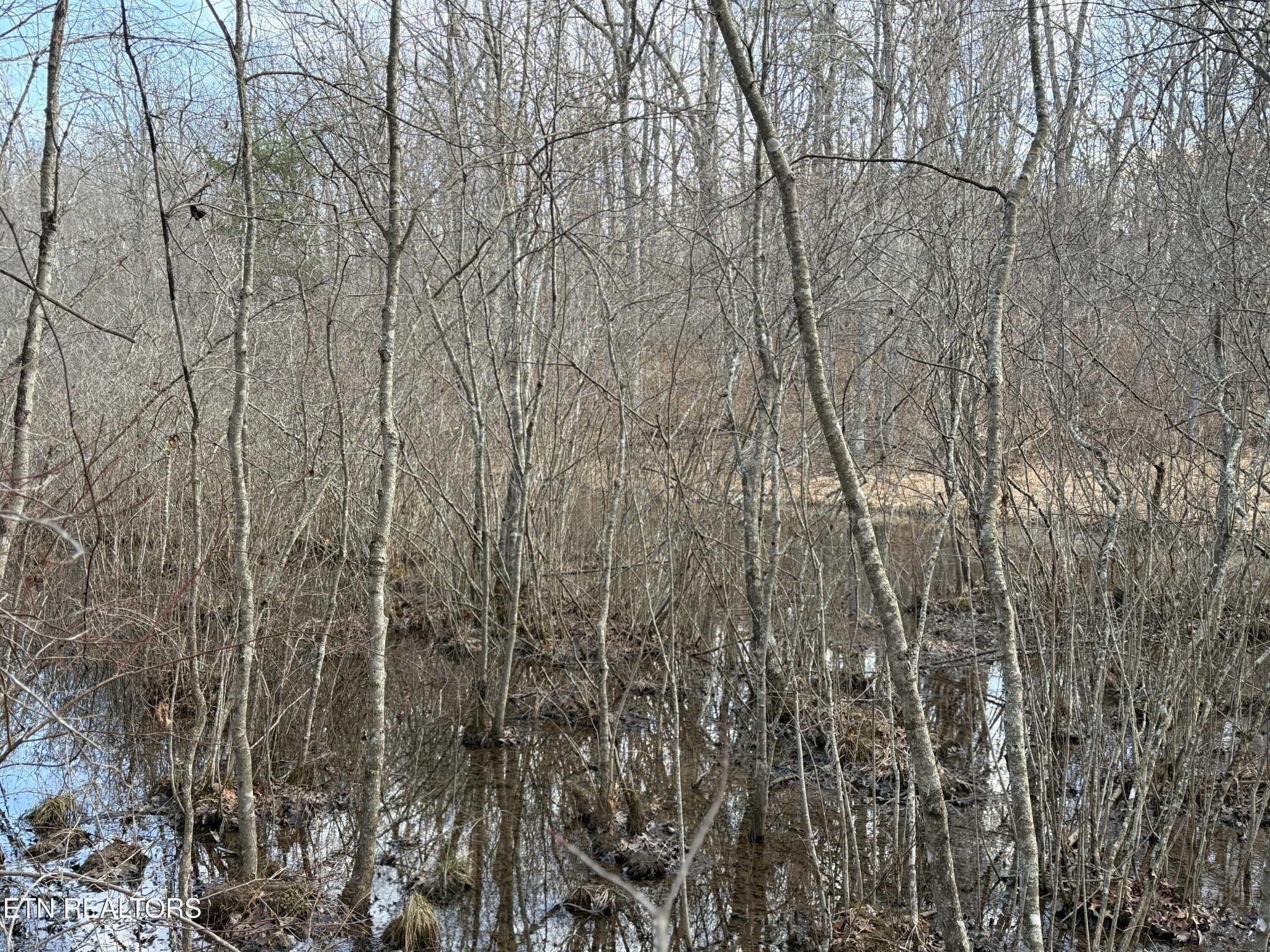 0 Crystal Point Monterey, TN 38574 - Photo 5 of 5 a view of forest