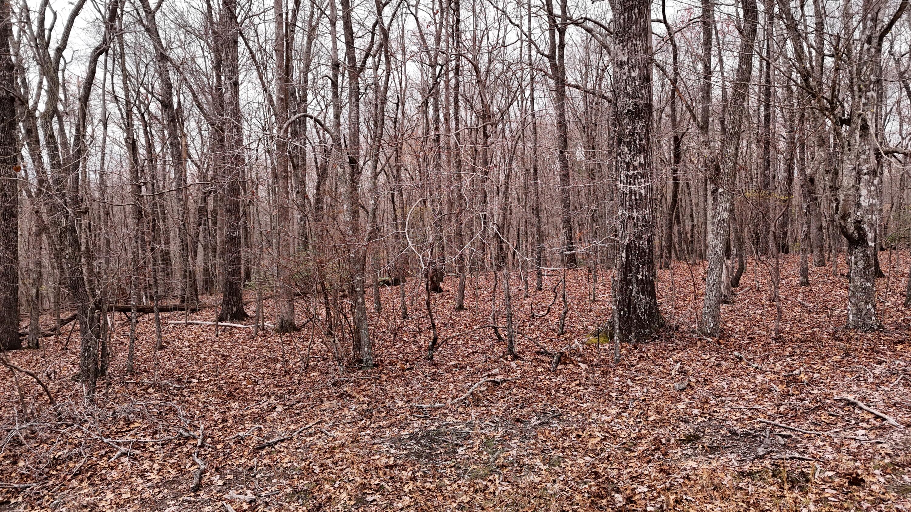 1139 Chestnut Ridge Road Spring City, TN 37381 - Photo 6 of 11 6