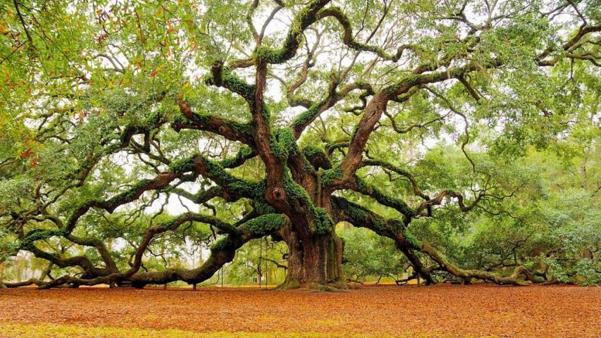 3433 Berryhill Road Johns Island, SC 29455 - Photo 20 of 22 angel oak