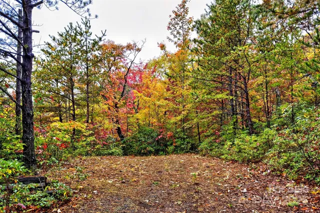 a view of flowers in bunch