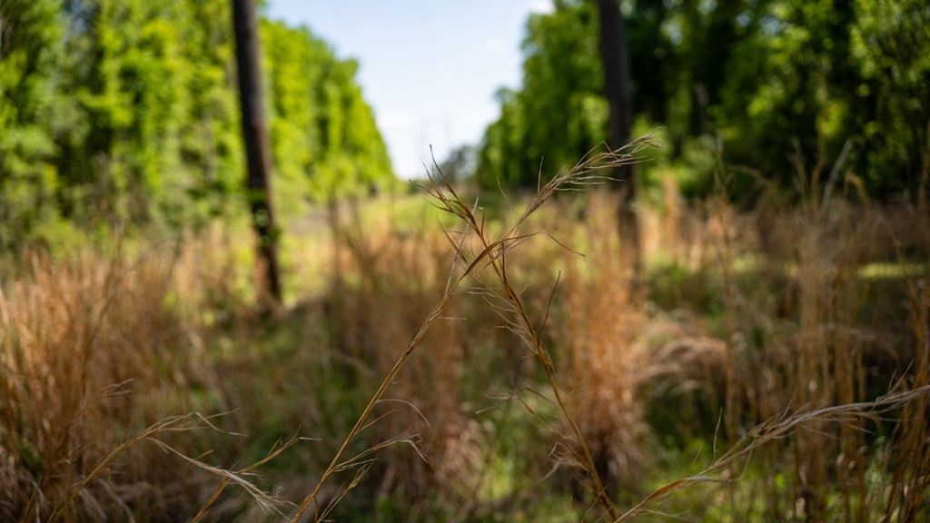 4199 Pumping Station Road Osyka, MS 39657 - Photo 20 of 51 Photo 20