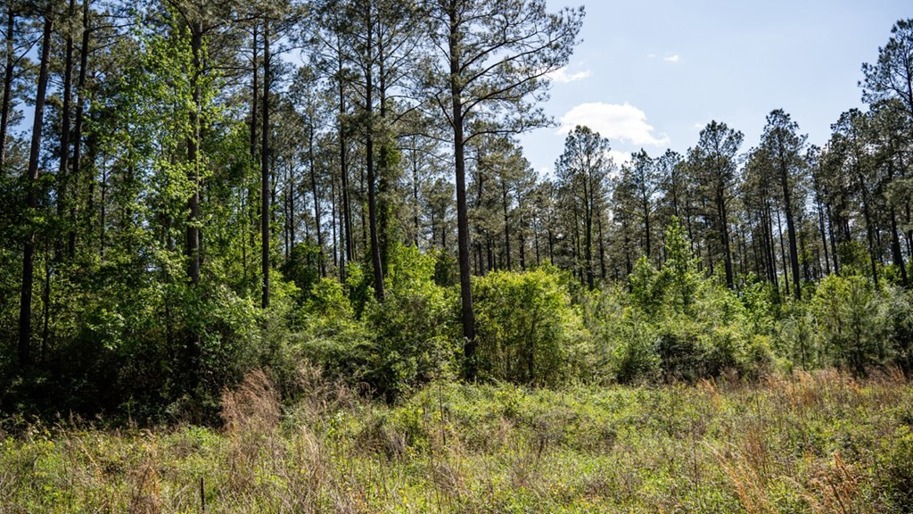 4199 Pumping Station Road Osyka, MS 39657 - Photo 34 of 51 Photo 34