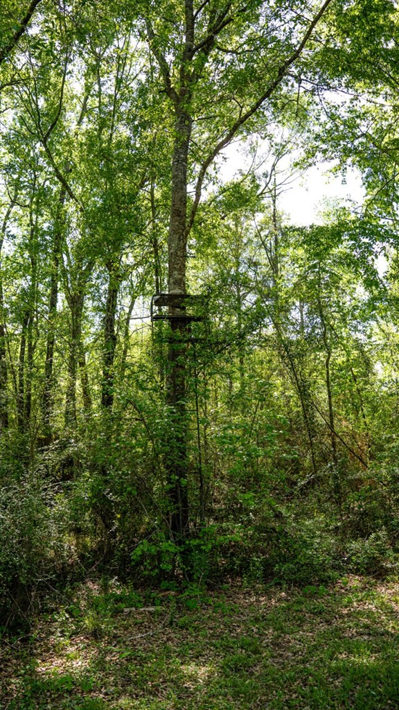 4199 Pumping Station Road Osyka, MS 39657 - Photo 36 of 51 Photo 36