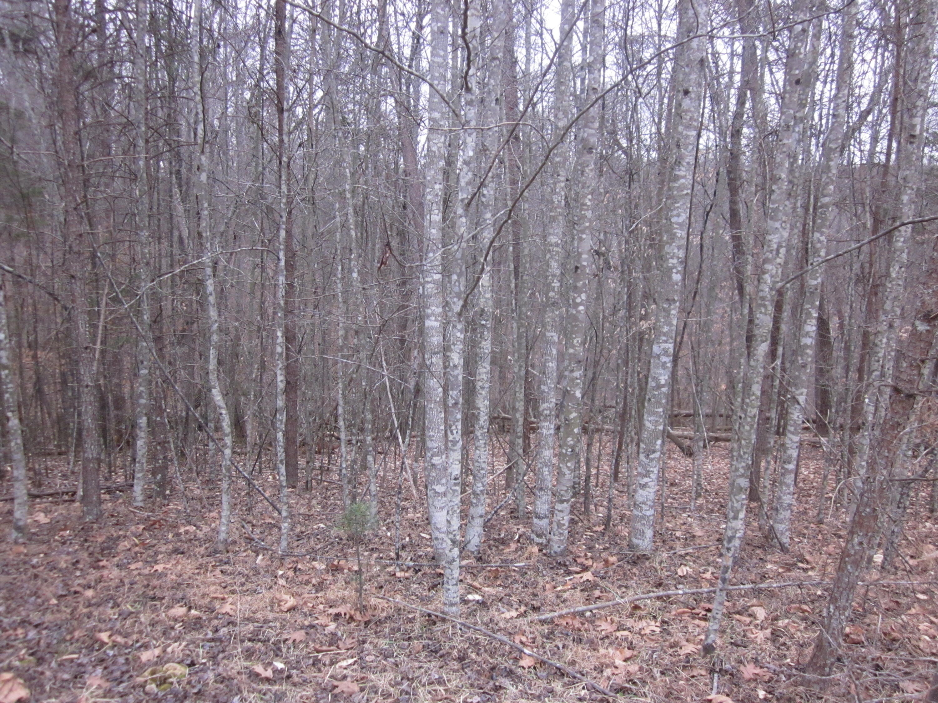 31 Revolution Road Wirtz, VA 24184 - Photo 7 of 9 a view of small space with wooden fence
