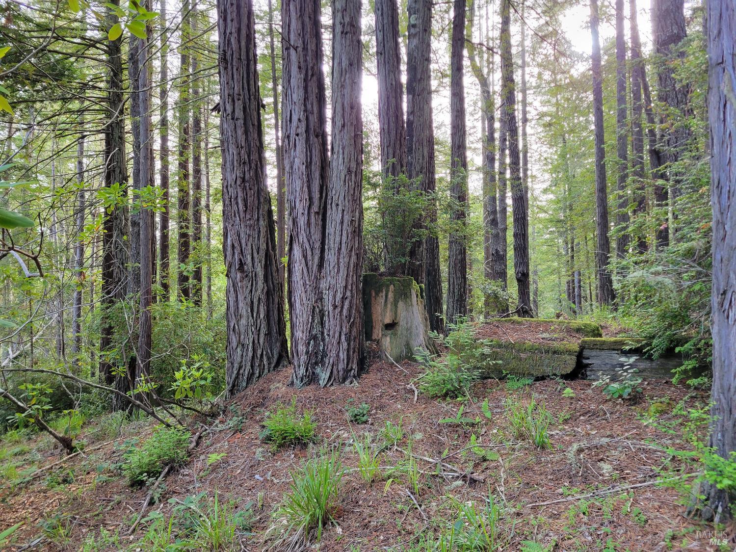 35136 Timber Ridge Road The Sea Ranch, CA 95497 - Photo 15 of 38 Gallery Image 15