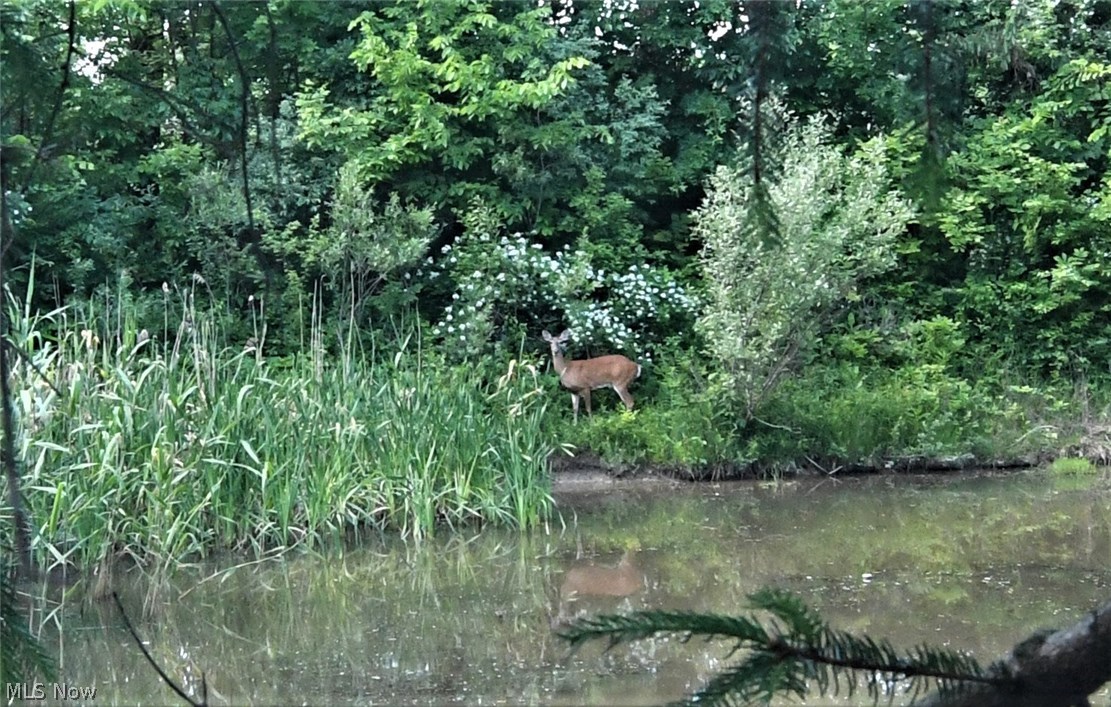 1271 Sand Run Road Akron, OH 44313 - Photo 29 of 32 Beautiful pond with dock, lots of wildlife , upon entering into your private drive you will pass by all of this on your journey home