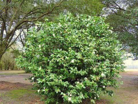 14360 Fisher Road Franklinton, LA 70438 - Photo 7 of 23 Gallery Image 7