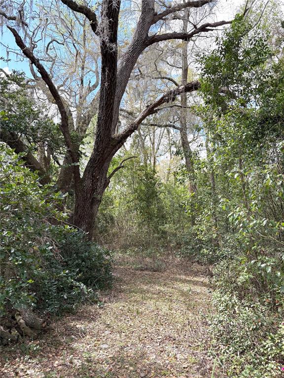 21249 Durden Road Dade City, FL 33523 - Photo 15 of 28 a view of a yard with a tree