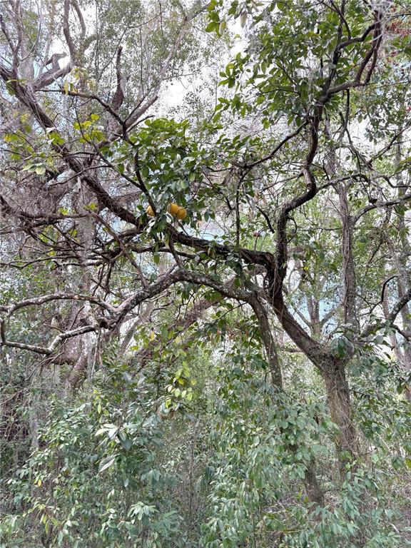 21249 Durden Road Dade City, FL 33523 - Photo 27 of 28 a view of tree