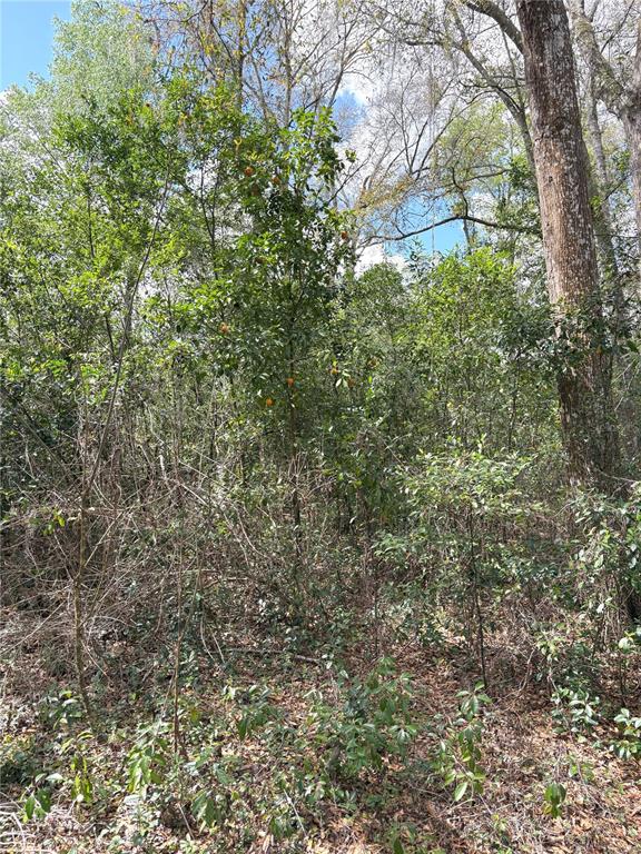 21249 Durden Road Dade City, FL 33523 - Photo 28 of 28 a backyard of a house with lots of green space