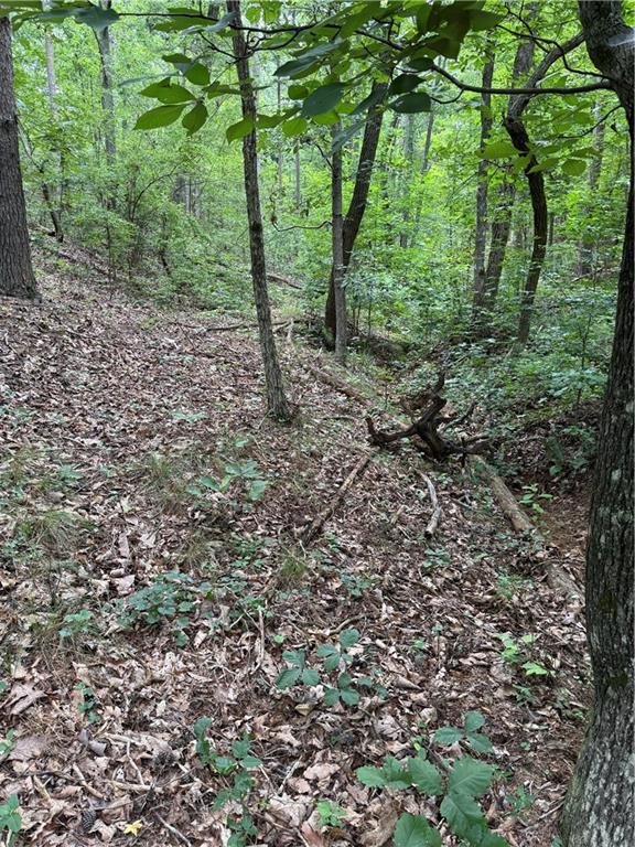 680 Fouche Gap Road Northwest Rome, GA 30165 - Photo 12 of 28 a view of a forest that has large trees