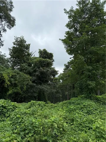 a view of a lush green forest