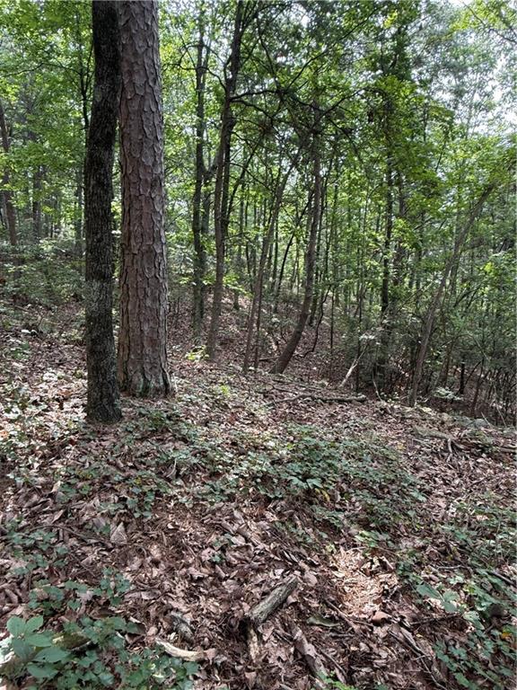 680 Fouche Gap Road Northwest Rome, GA 30165 - Photo 9 of 28 a view of a forest with trees