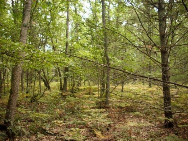 9145 South 116th Rothbury, MI 49452 - Photo 3 of 26 1924031_1043870675674_2808639_n