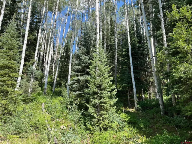 a view of yard and small trees