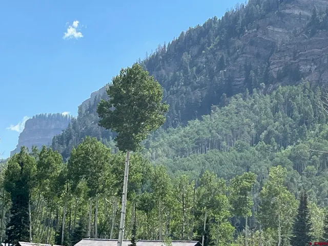 a view of a dry yard with trees in the background