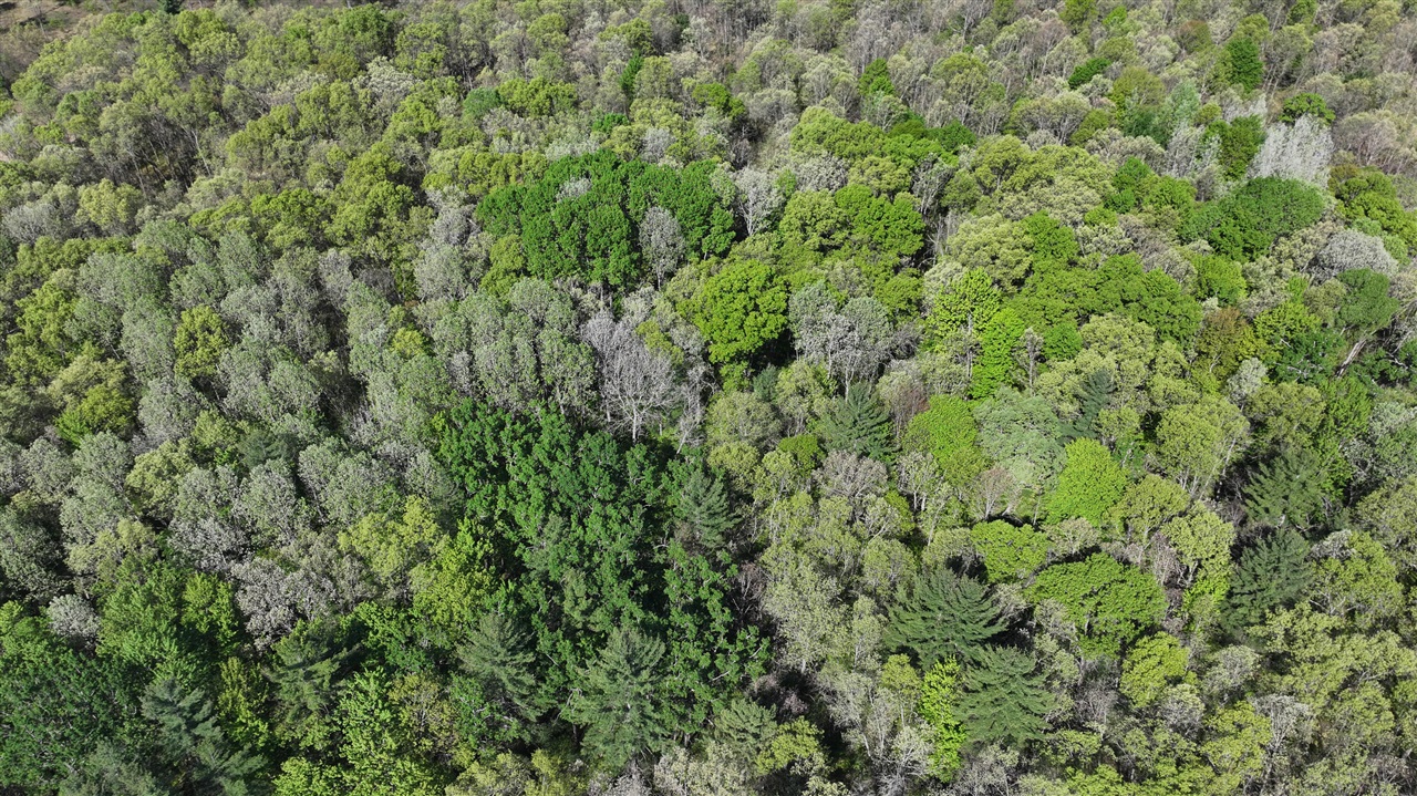 V/l West Hoague Road Manistee, MI 49660 - Photo 5 of 12