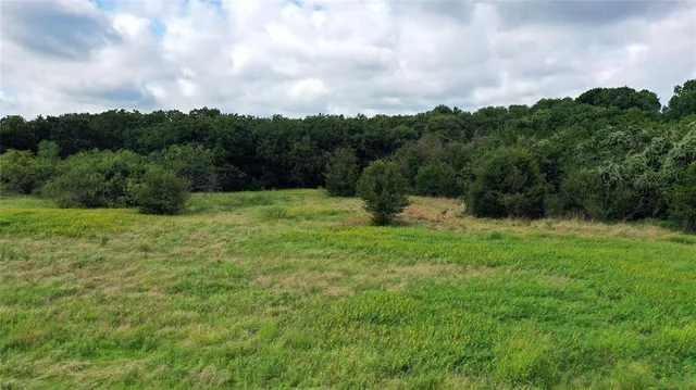 a view of a big yard with plants and large trees